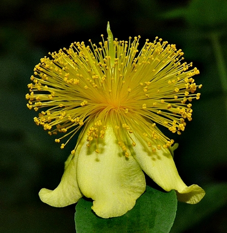 {Hypericum frondosum}
